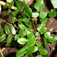 سرخس دکمه ای